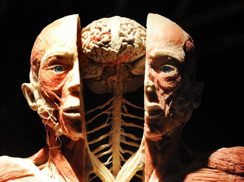 BODY WORLDS znów we Wrocławiu