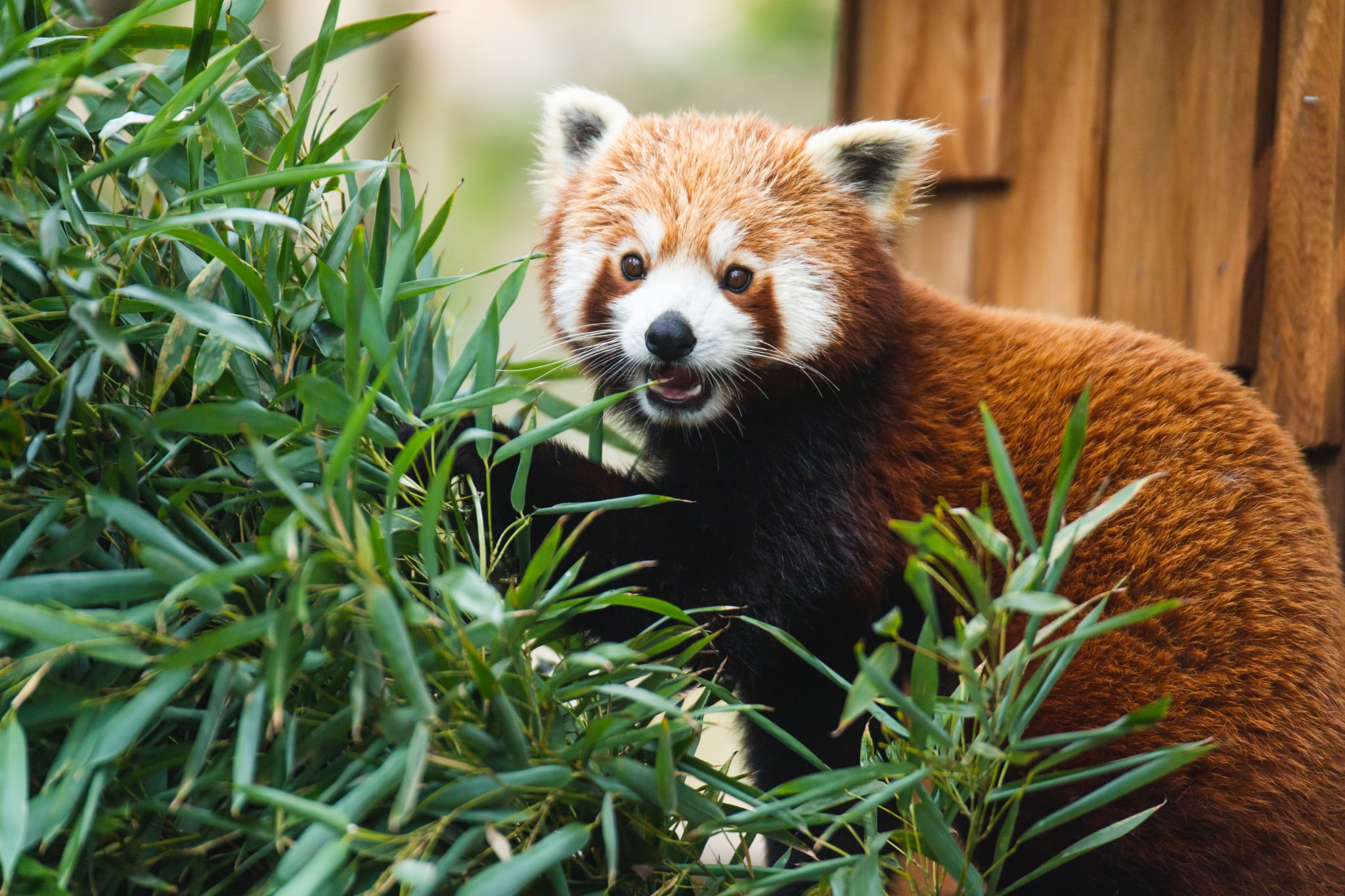 Bambus z miejskiego parku trafia do zoo