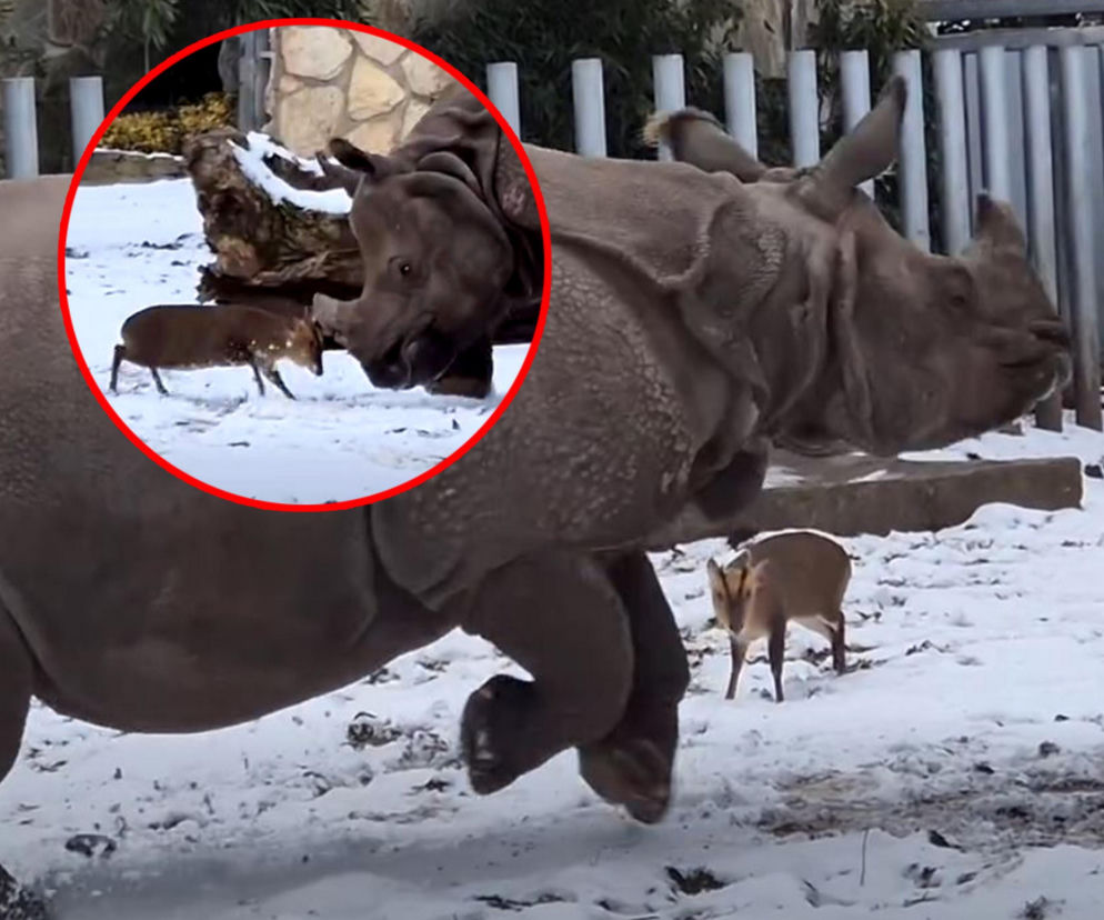 Mundżak kontra nosorożec. Wrocławskie zoo w centrum uwagi światowych mediów