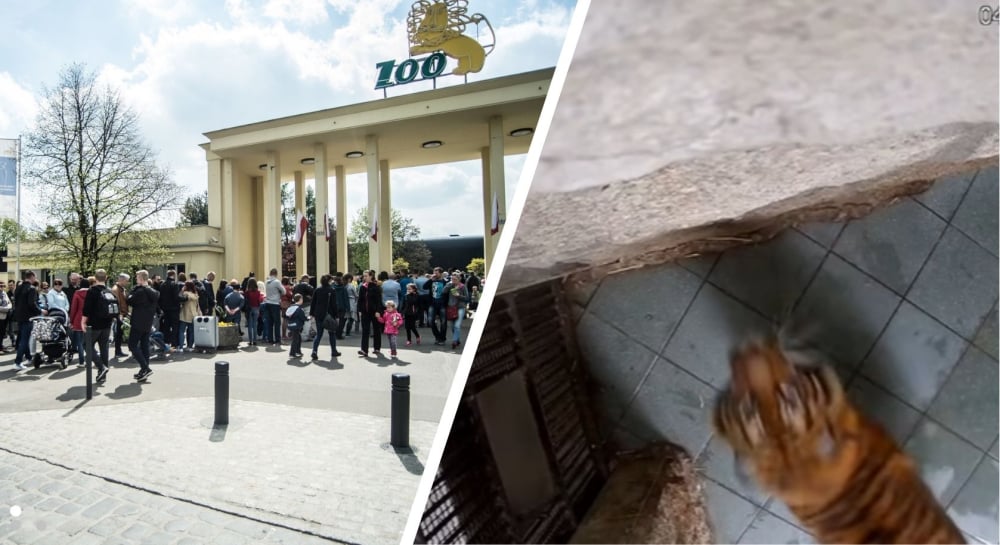 Tygrysica kontra monitoring. Nowy viral z wrocławskiego zoo