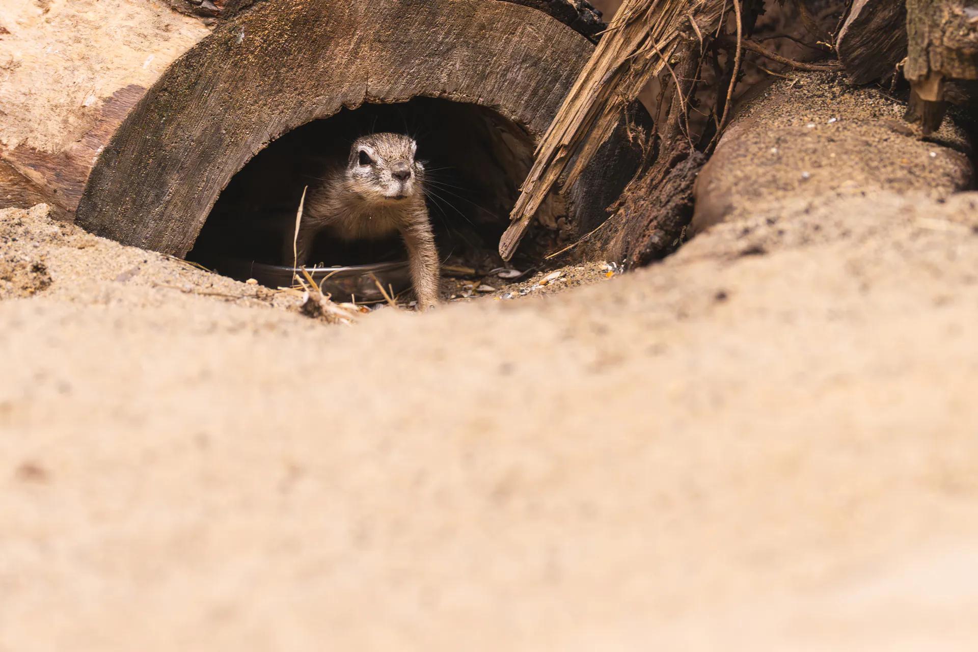 Rodzina z Rotterdamu w sercu Afrykarium. Wrocławskie zoo wita nowych mieszkańców sawanny