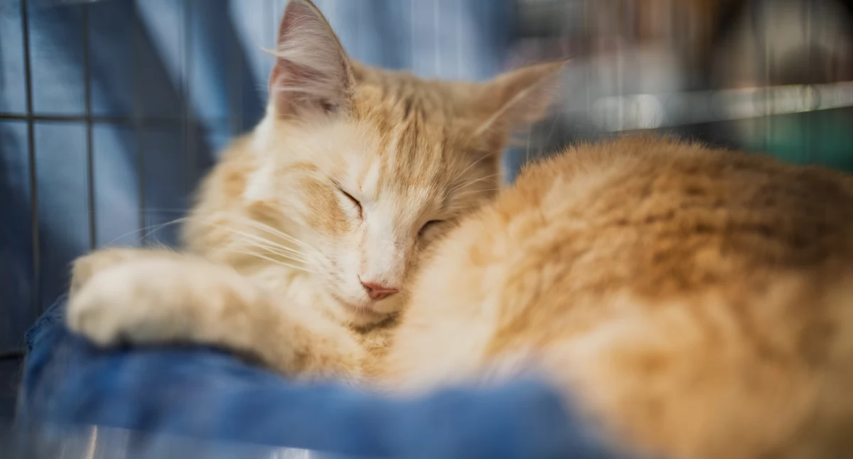 580 tysięcy powodów do nadziei. Wrocław inwestuje w bezpieczeństwo zwierząt